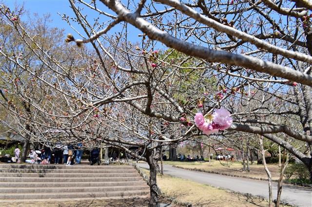 第43回天平の花まつり開催中止のお知らせ | 下野市観光情報サイト